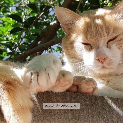 Foto 1/1 Poutine Chat perdido en Toulouse