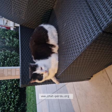 Foto 1/1 Gato encontrado Encontrado en Villeneuve tolosane