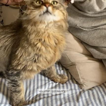 Foto 1/2 GUS Chat perdido en Le beausset