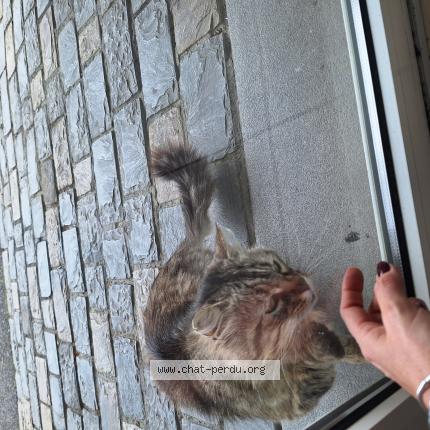 Foto 2/2 GUS Chat perdido en Le beausset