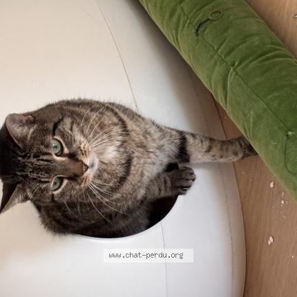 Foto 1/1 Victor Chat perdido en Strasbourg