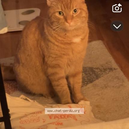 Foto 1/1 Charlie Chat perdido en Thouars