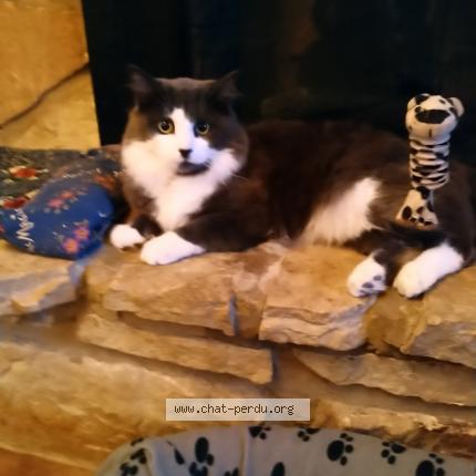 Foto 1/1 Mimine Chat perdido en Brossard