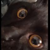 Foto del gato perdido en Perpignan