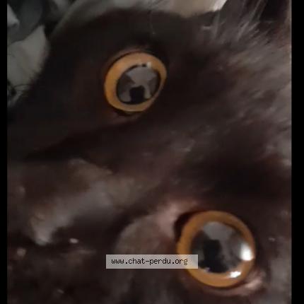 Foto 1/1 Gato encontrado Perdido en Perpignan