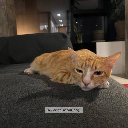 Foto 1/1 Kimchi Chat perdido en Paris