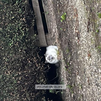 Foto 1/1 Gato encontrado Encontrado en Cunelieres