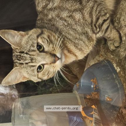 Foto 1/1 Gato encontrado Encontrado en Lit et mixe france