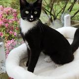 Foto del gato perdido en Le Vauroux