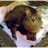 Foto del gato perdido en Luneville