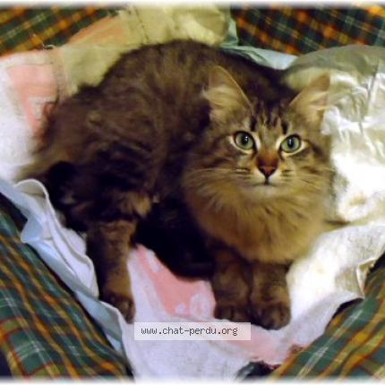 Foto 1/1 Peluche Chat perdido en Luneville