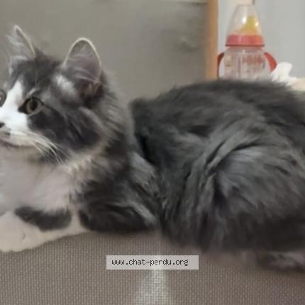 Foto 1/1 Oslo Chat perdido en Giberville