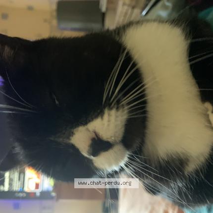 Foto 1/1 Mimi Chat perdido en Champigny