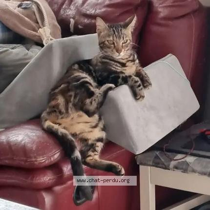 Foto 1/1 Nala Chat perdido en Vauvert