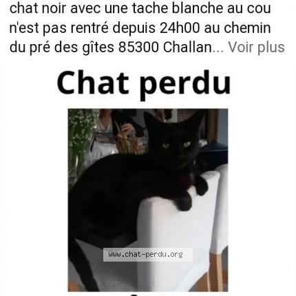 Foto 1/1 Oscar Chat perdido en Challans