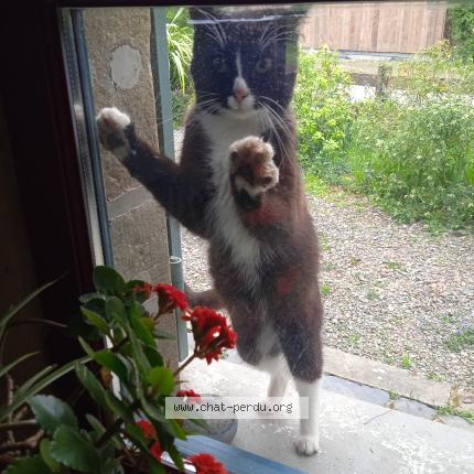 Foto 1/1 Gato encontrado Encontrado en Pire chance