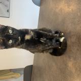 Foto del gato perdido en Aussonne