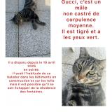 Foto del gato perdido en Savigny Le Temple