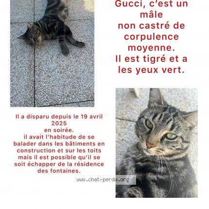 Foto 1/1 Gucci Chat perdido en Savigny le temple