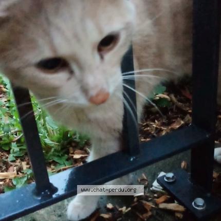 Foto 1/1 Gato encontrado Encontrado en Gagny