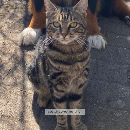 Foto 1/1 Willow Chat perdido en Fegersheim