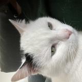 Foto del gato perdido en Saint Gilles