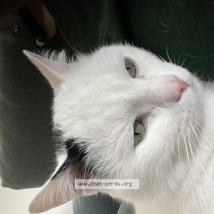 Foto 1/1 Sauge Chat perdido en Saint gilles