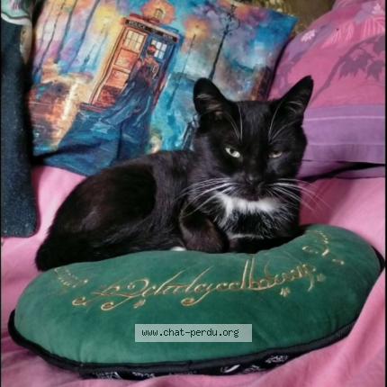 Foto 1/1 Maurice Chat perdido en Villeneuve d ascq