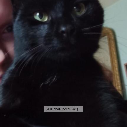 Foto 1/1 Kouro Chat perdido en Andelu