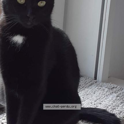 Foto 1/1 Sakura Chat perdido en Villerable