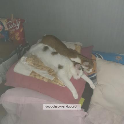 Foto 1/1 Chipie Chat perdido en Vx charmont