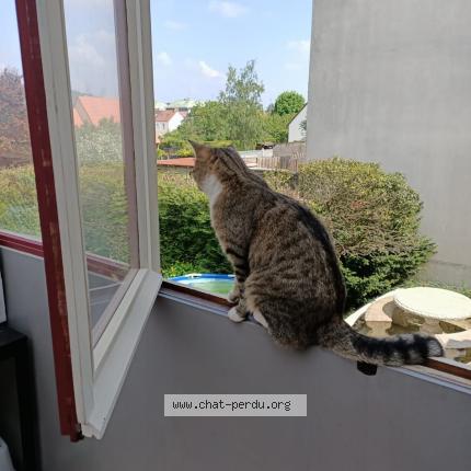 Foto 1/1 Minato Chat perdido en Rosny sur seine