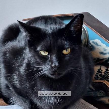 Foto 1/1 Bébé Chat perdido en Boninne