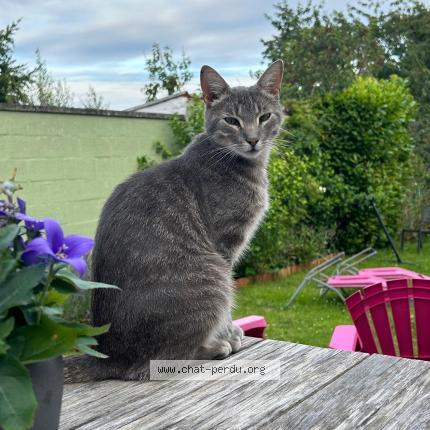 Foto 1/1 Nala Chat perdido en La hulpe