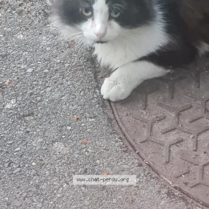 Foto 1/1 Gato encontrado Encontrado en Eragny sur oise