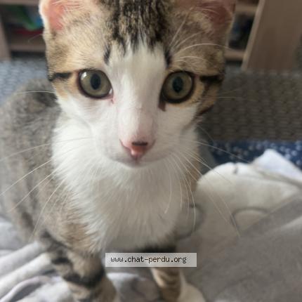 Foto 1/1 Ares Chat perdido en Nimes