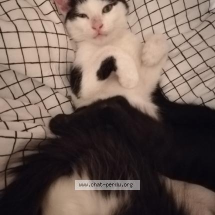 Foto 1/1 Gato encontrado Perdido en Artenay