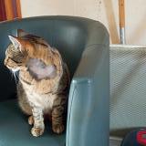 Foto del gato perdido en Luzech