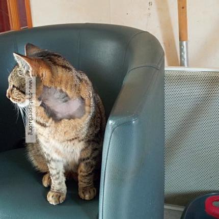 Foto 1/2 Paulo Chat perdido en Luzech