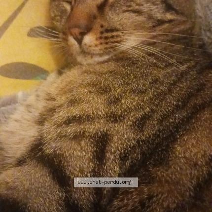 Foto 2/2 Paulo Chat perdido en Luzech