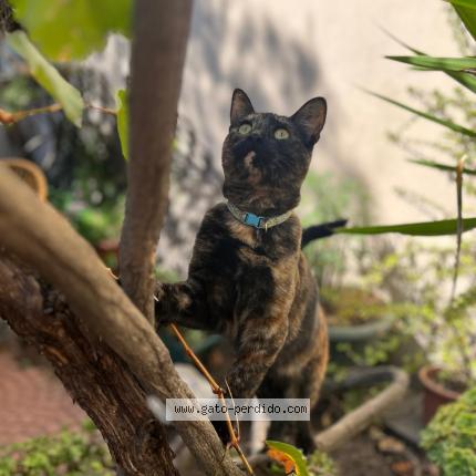 Foto 1/1 manchita Chat perdido en Las condes