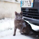 Foto del gato perdido en Rochonvillers