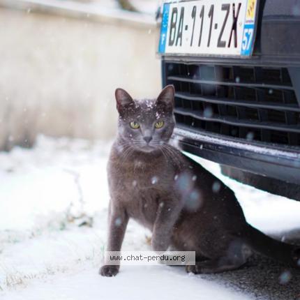 Foto 1/1 west Chat perdido en Rochonvillers