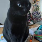 Foto del gato perdido en Saujon