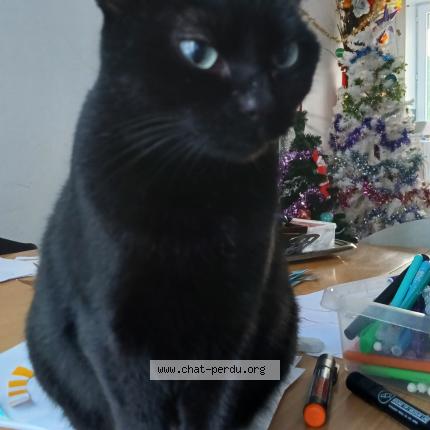 Foto 1/1 Fripouille Chat perdido en Saujon