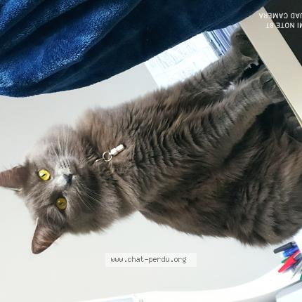 Foto 1/1 Ulya Chat perdido en Tillay le peneux