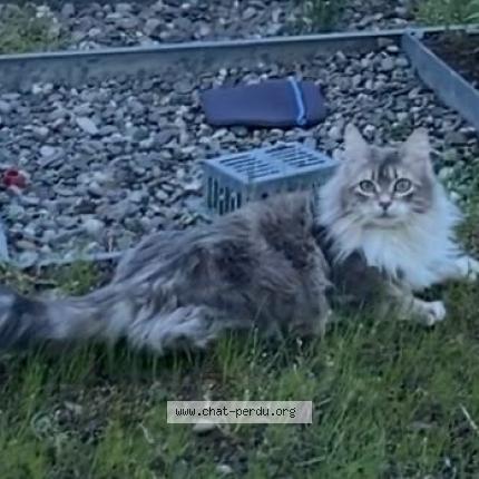 Foto 1/1 Kouki Chat perdido en Toulouse