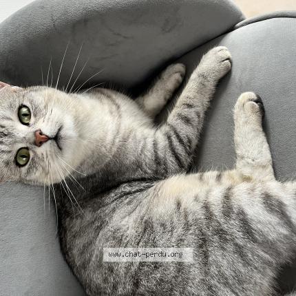 Foto 1/1 Minouche Chat perdido en Donville les bains