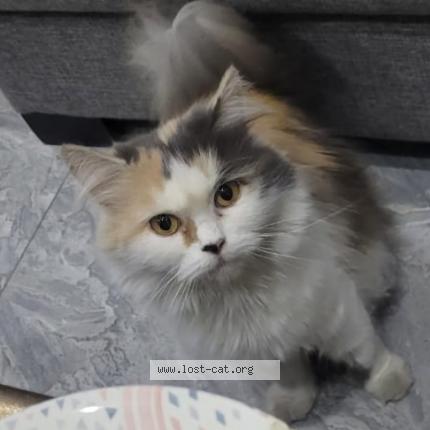 Foto 1/1 Mani Chat perdido en Lahore