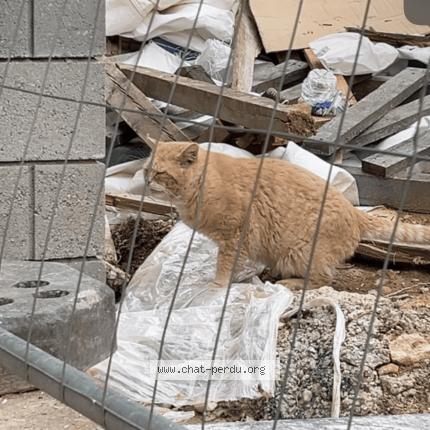 Foto 1/1 Gato encontrado Encontrado en Saint maur des fosses